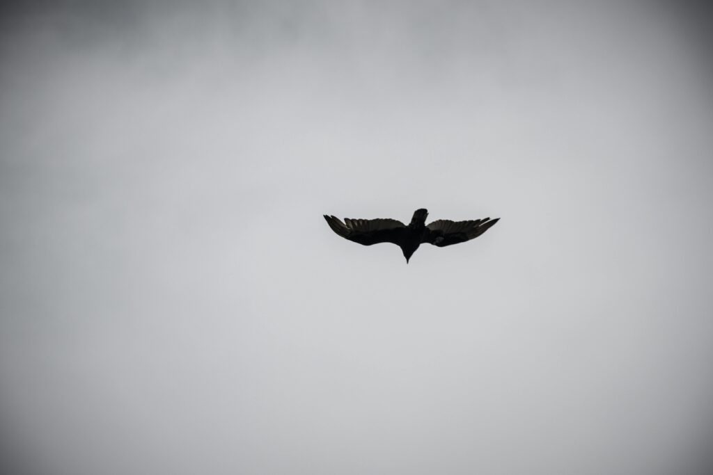 Silhouette of an eagle gliding freely across a cloudy sky, showcasing its majestic wingspan.