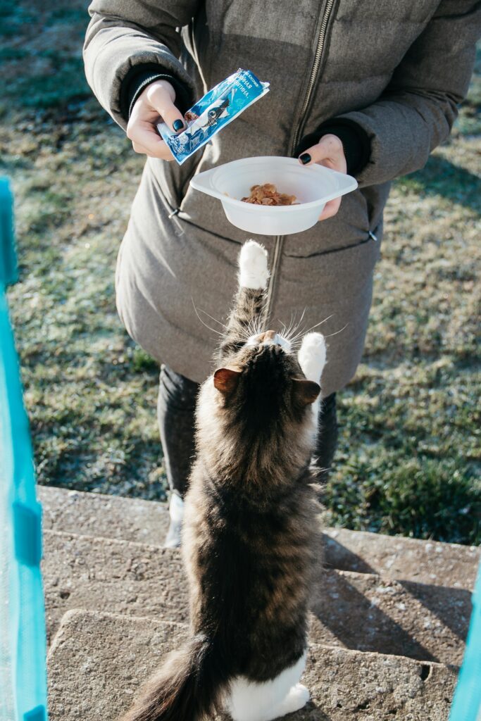 A woman in a coat feeds a playful tabby cat outdoors on a sunny day.